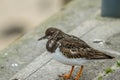 Sand piper Royalty Free Stock Photo