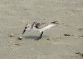 Sand Piper Litchfield Beach, South Carolina Royalty Free Stock Photo