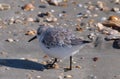 Sand Piper at Myrtle Beach Royalty Free Stock Photo