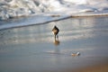 Sand Piper at Ocean`s Edge Royalty Free Stock Photo