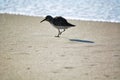 Sand Piper at Ocean`s Edge Royalty Free Stock Photo