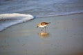 Sand Piper at Ocean`s Edge Royalty Free Stock Photo