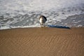 Sand Piper at Ocean`s Edge Royalty Free Stock Photo