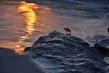 Sand Piper at Ocean`s Edge at Sunrise Royalty Free Stock Photo