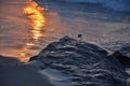 Sand Piper at Ocean`s Edge at Sunrise Royalty Free Stock Photo