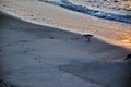 Sand Piper at Ocean`s Edge at Sunrise Royalty Free Stock Photo