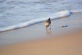 Sand Piper Searching for Food