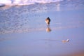 Sand Piper Searching for Food Royalty Free Stock Photo