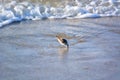 Sand Piper Searching for Food Royalty Free Stock Photo