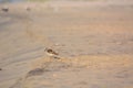 Sand Piper Standing in the Sand Royalty Free Stock Photo