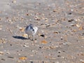 Sand Piper Royalty Free Stock Photo