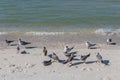 Sand Pipers on a Beach Royalty Free Stock Photo