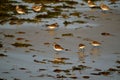 Sand pipers at Cape Codon the beach Royalty Free Stock Photo