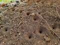 Sand pit trap of antlions. A trap for catching prey by antlions. Insect house. Royalty Free Stock Photo
