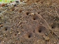 Sand pit trap of antlions. A trap for catching prey by antlions. Insect house.