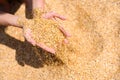 The sand is pouring out of the hands of the girl on the beach. Sand from small fragments of shells. Royalty Free Stock Photo