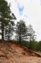 sand quarry in the spring pine forest. Old strong pine trees sticking out of the sandy rock. Minerals