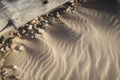 Sand ripples and driftwood on Culbin beach in Scotland.