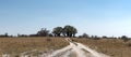 Sand Road with the Baines Baobabs at Nxai Pan National Park, Bot