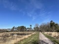 Sand road in the forest around Ommen Royalty Free Stock Photo