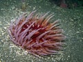 Sand-Rose Anemone (Urticina columbiana) Royalty Free Stock Photo