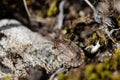 Sand-runner shieldbug (Sciocoris cursitans)