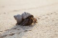 Sand Scene Exotic Creature Royalty Free Stock Photo