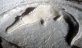 Sand Sculpture Alligator on a Beach Royalty Free Stock Photo