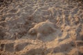 Sand sculpture of a sea turtle Royalty Free Stock Photo