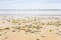 Sand seacoast of English Channel in Brittany Royalty Free Stock Photo