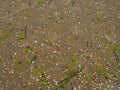 Sand, seaweed and seashells background. Wet coarse quartz sand. Beach after heavy rain. Natural brown material after a