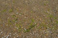 Sand, seaweed and seashells background. Wet coarse quartz sand. Beach after heavy rain. Natural brown material after a