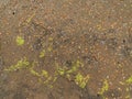 Sand, seaweed and seashells background. Wet coarse quartz sand. Beach after heavy rain. Natural brown material after a