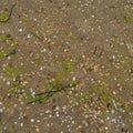 Sand, seaweed and seashells background. Wet coarse quartz sand. Beach after heavy rain. Natural brown material after a