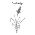 Sand sedge Carex arenaria , medicinal plant