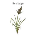 Sand sedge Carex arenaria , medicinal plant