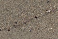 Sand with shells texture Royalty Free Stock Photo