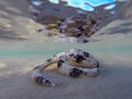 Sand sifting sea star