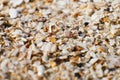 Sand and small particles of shells on the seashore close-up Royalty Free Stock Photo