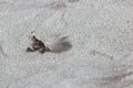 Sand or snow? algae and feather after a bad storm at Hawk beach, Nova Scotia. Royalty Free Stock Photo