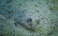 Sand sole (Pegusa lascaris) lies on the sandy ground, close-up, side view. Fish of the Black Sea Royalty Free Stock Photo