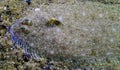 Sand sole (Pegusa lascaris) lies on the sandy ground, close-up, side view. Fish of the Black Sea Royalty Free Stock Photo