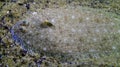 Sand sole (Pegusa lascaris) lies on the sandy ground, close-up, side view. Fish of the Black Sea Royalty Free Stock Photo