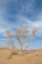 sand spring steppe Royalty Free Stock Photo