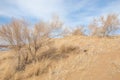 sand spring steppe Royalty Free Stock Photo