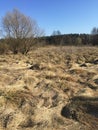 sand spring steppe. trees and sand on blue sky background