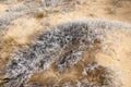 sand spring steppe Royalty Free Stock Photo