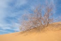 sand spring steppe Royalty Free Stock Photo