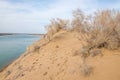 sand. spring. water. snow. Haloxylon Royalty Free Stock Photo