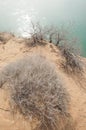 sand. spring. water. snow. Haloxylon Royalty Free Stock Photo